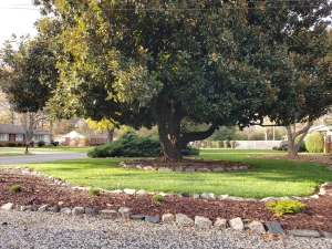 Now Is the Time to Check for Bagworms in Your Landscape (Early Spring Guide)