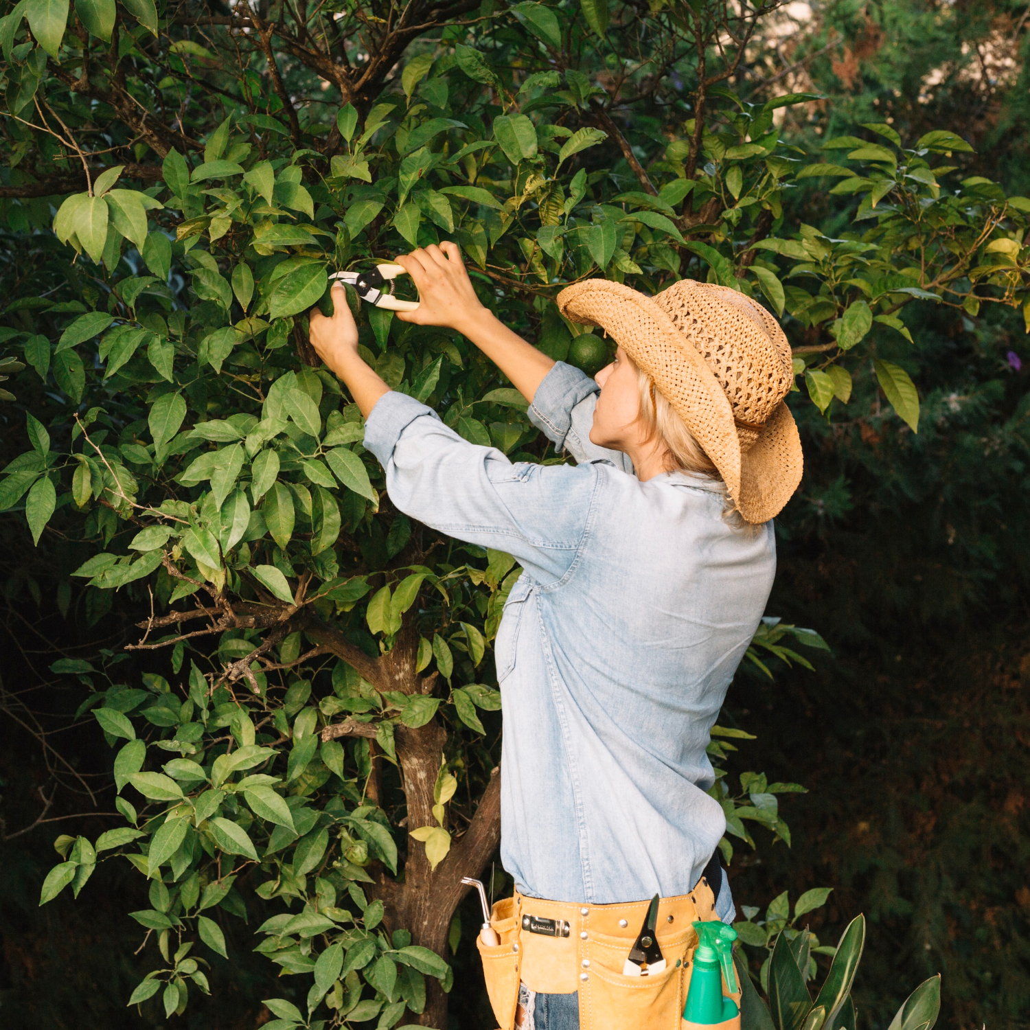 Valentine&rsquo;s Day Tree Care in Greensboro, NC: Horticultural Oil vs. Systemic Drench (and When to Use Both)