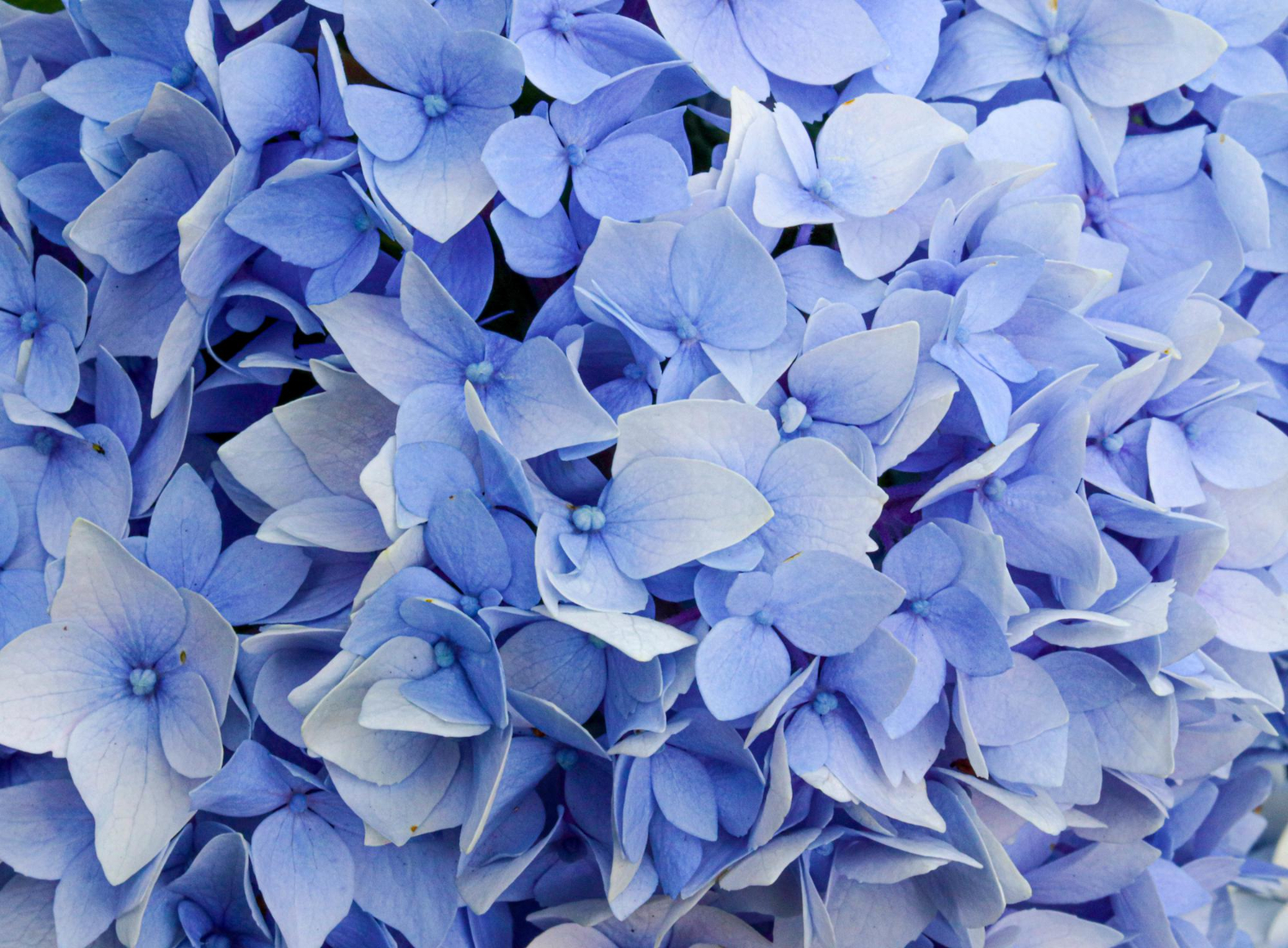 Understanding the Different Types of Hydrangeas (and the Native Options to Know)