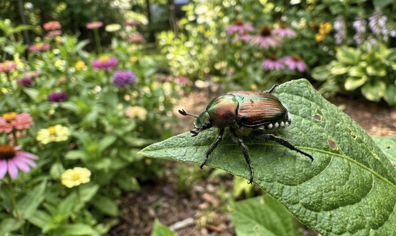 Japanese Beetles: What They Are and How to Protect Your Garden
